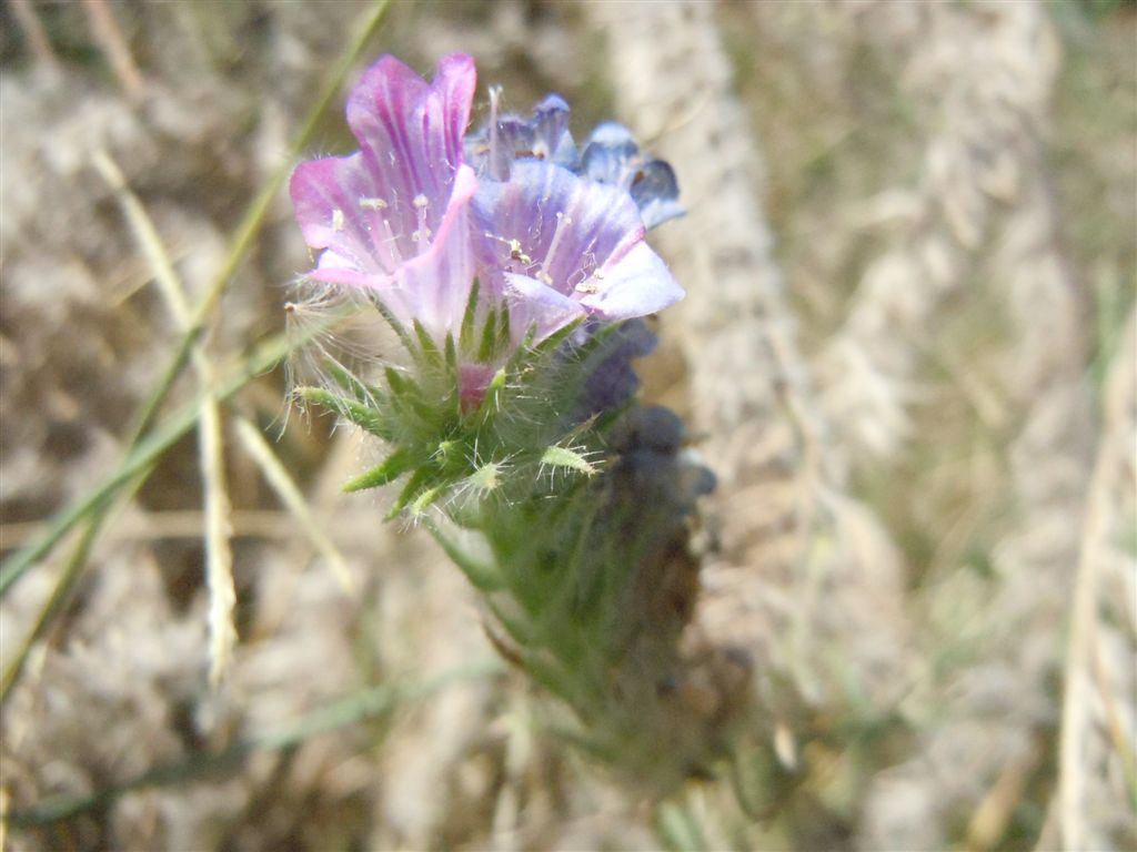 Echium sabulicola / Viperina delle spiagge